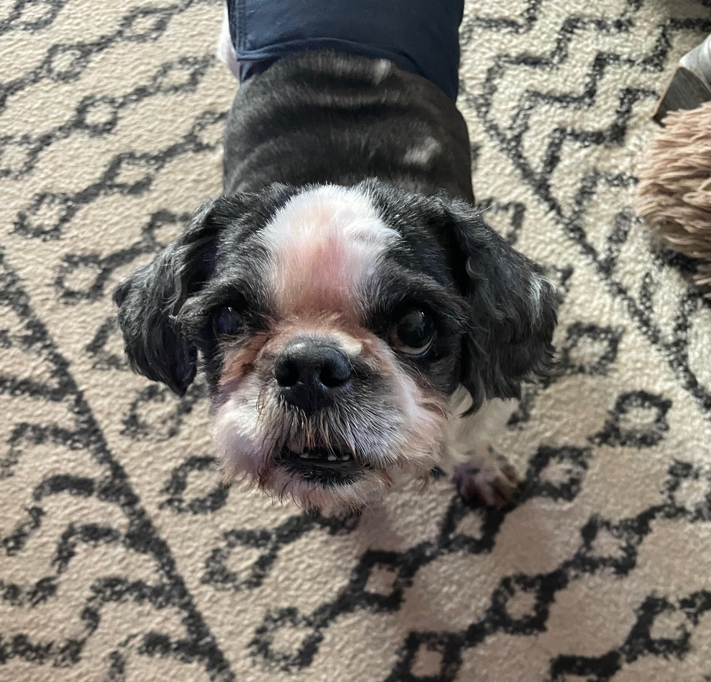 Panda, an adopted Shih Tzu in East Lansing, MI image 1/2