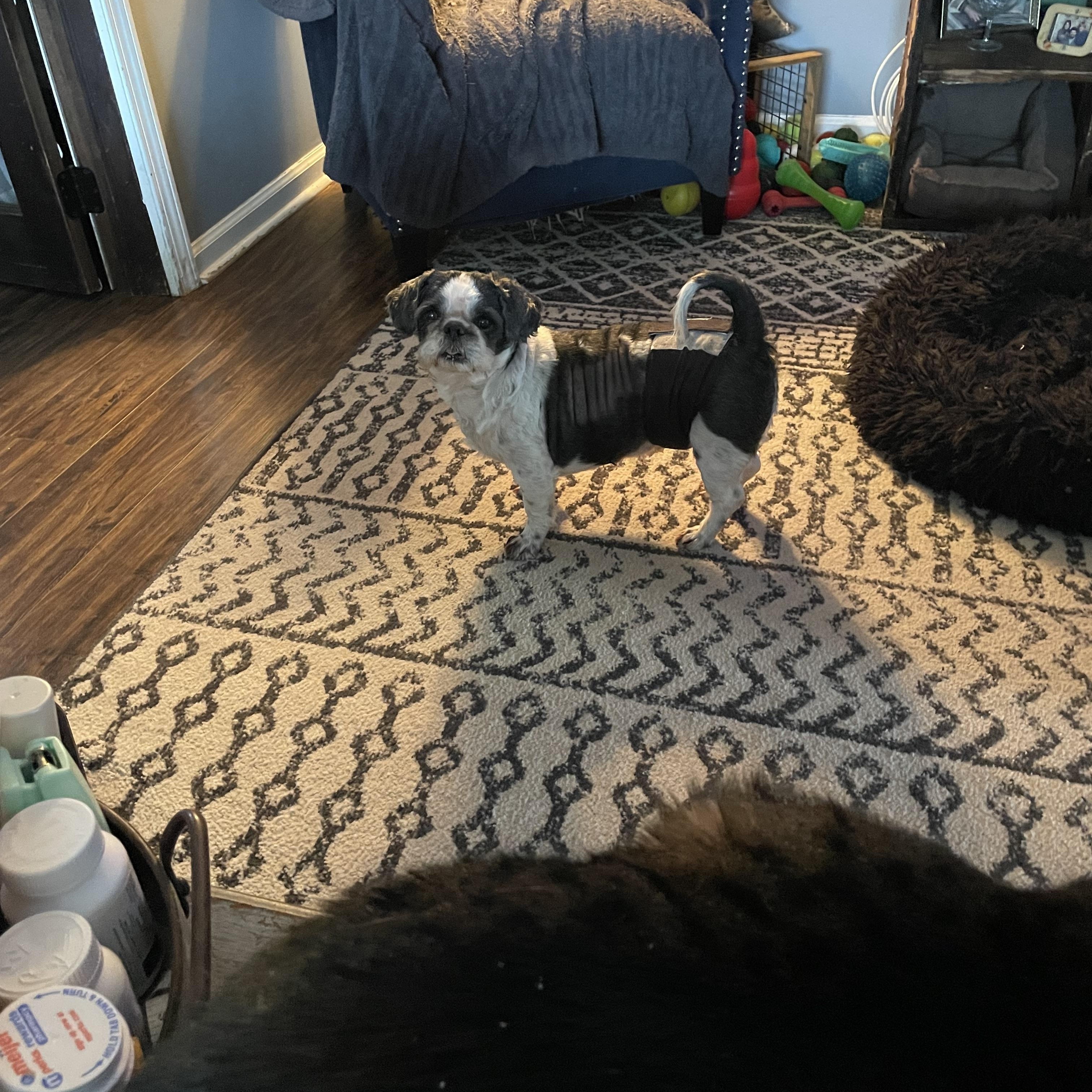 Panda, an adopted Shih Tzu in East Lansing, MI image 2/2