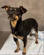 Enlarge Ralphie, a ADOPTABLE mixed breed in Portland, ME image 1/1