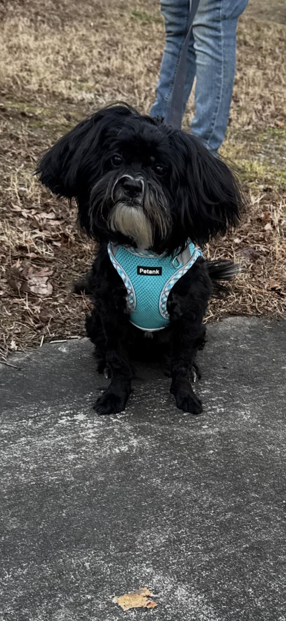 Toby, ADOPTABLE, Young Male Shih poo.