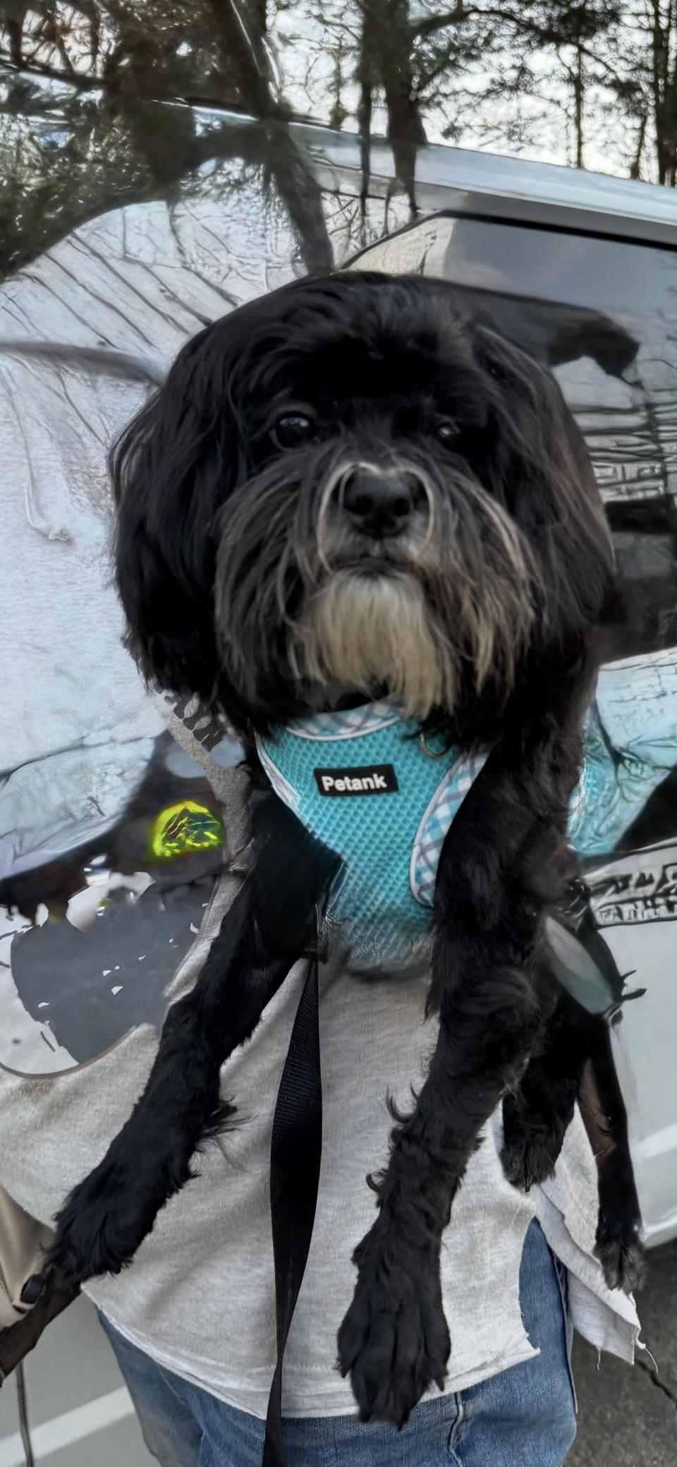 Enlarge Toby, a ADOPTABLE Shih poo in Winston Salem, NC image 3/3