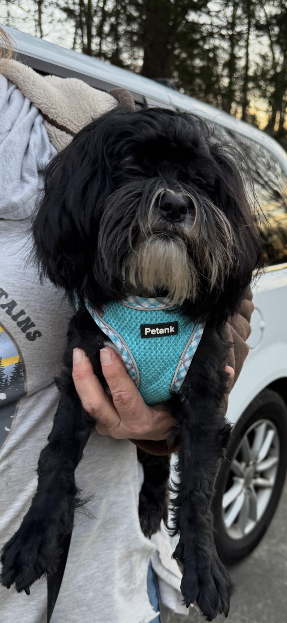 Enlarge Toby, a ADOPTABLE Shih poo in Winston Salem, NC image 2/3