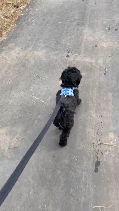 Enlarge Toby w/ VIDEO, an adoptable Shih poo in Lexington, NC video 5/5