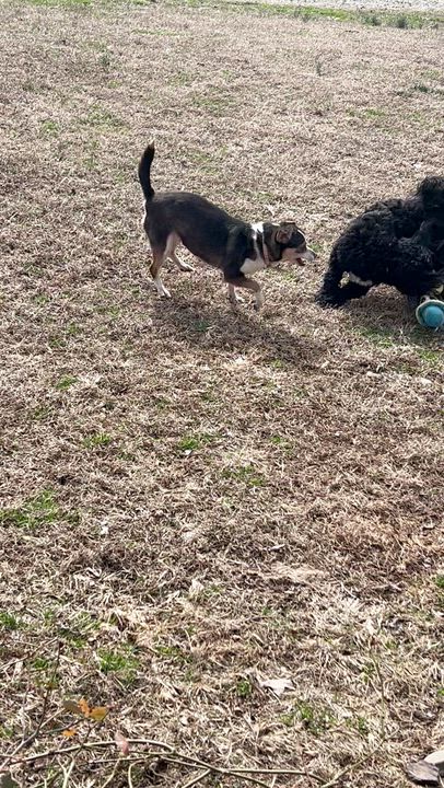 Enlarge Toby w/ VIDEO, an adoptable Shih poo in Lexington, NC video 4/5