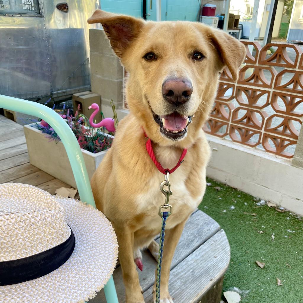Anton, Adoptable, Senior Male Yellow Labrador Retriever & Golden Retriever.