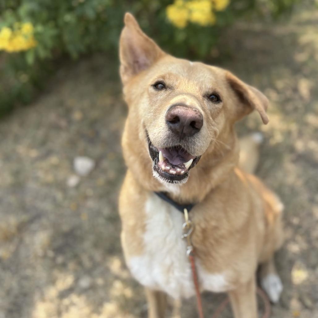 Enlarge Anton, a Adoptable mixed breed in Austin, TX image 2/5