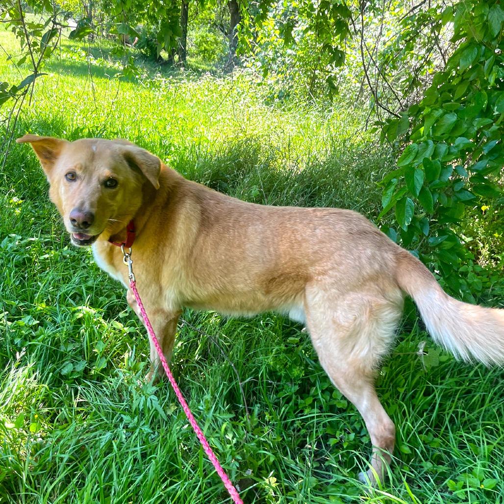 Enlarge Anton, a Adoptable mixed breed in Austin, TX image 3/5