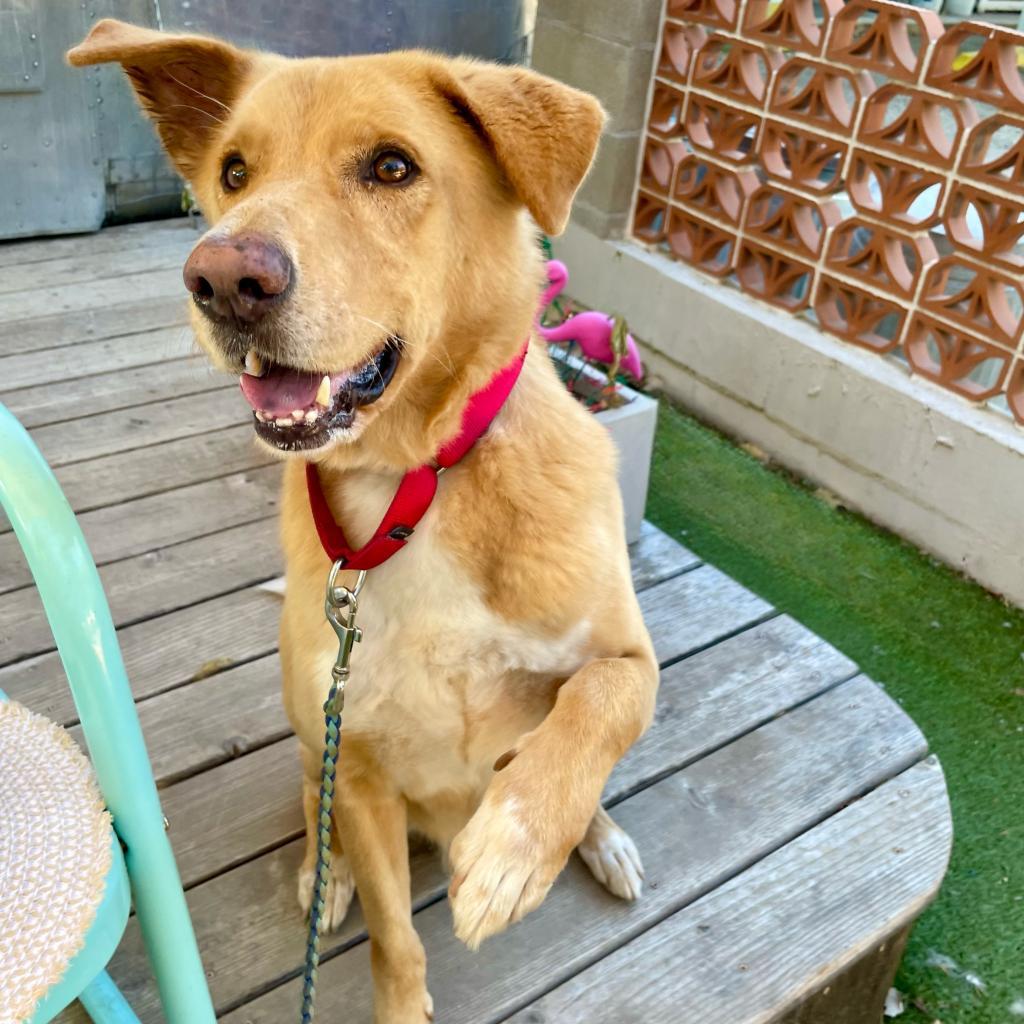 Enlarge Anton, a Adoptable mixed breed in Austin, TX image 4/5