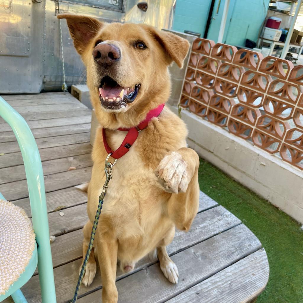Enlarge Anton, a Adoptable mixed breed in Austin, TX image 5/5
