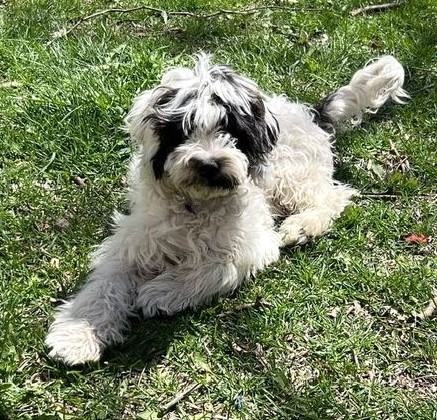 WALLY, a Adopted Cavapoo in Wooster, OH image 3/5