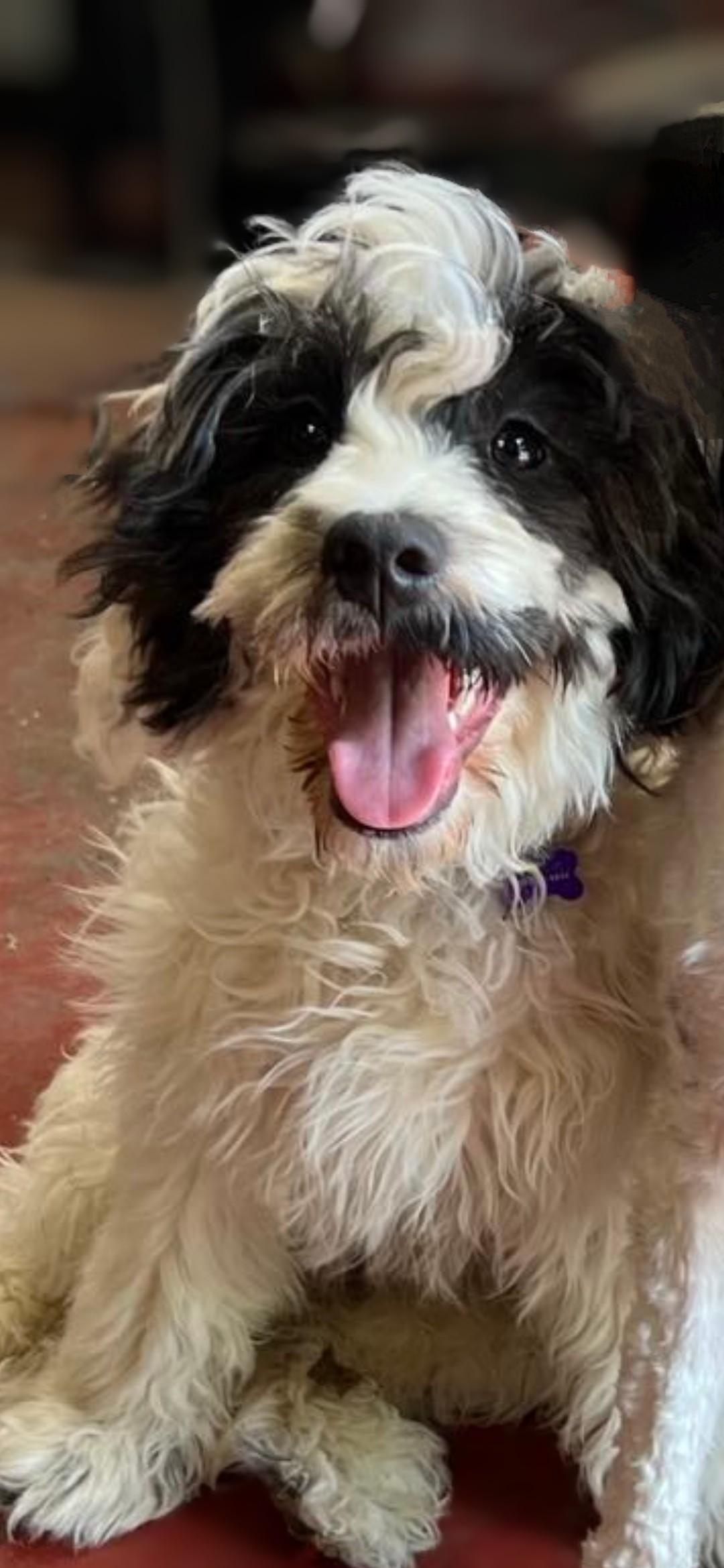 WALLY, a Adopted Cavapoo in Wooster, OH image 1/5