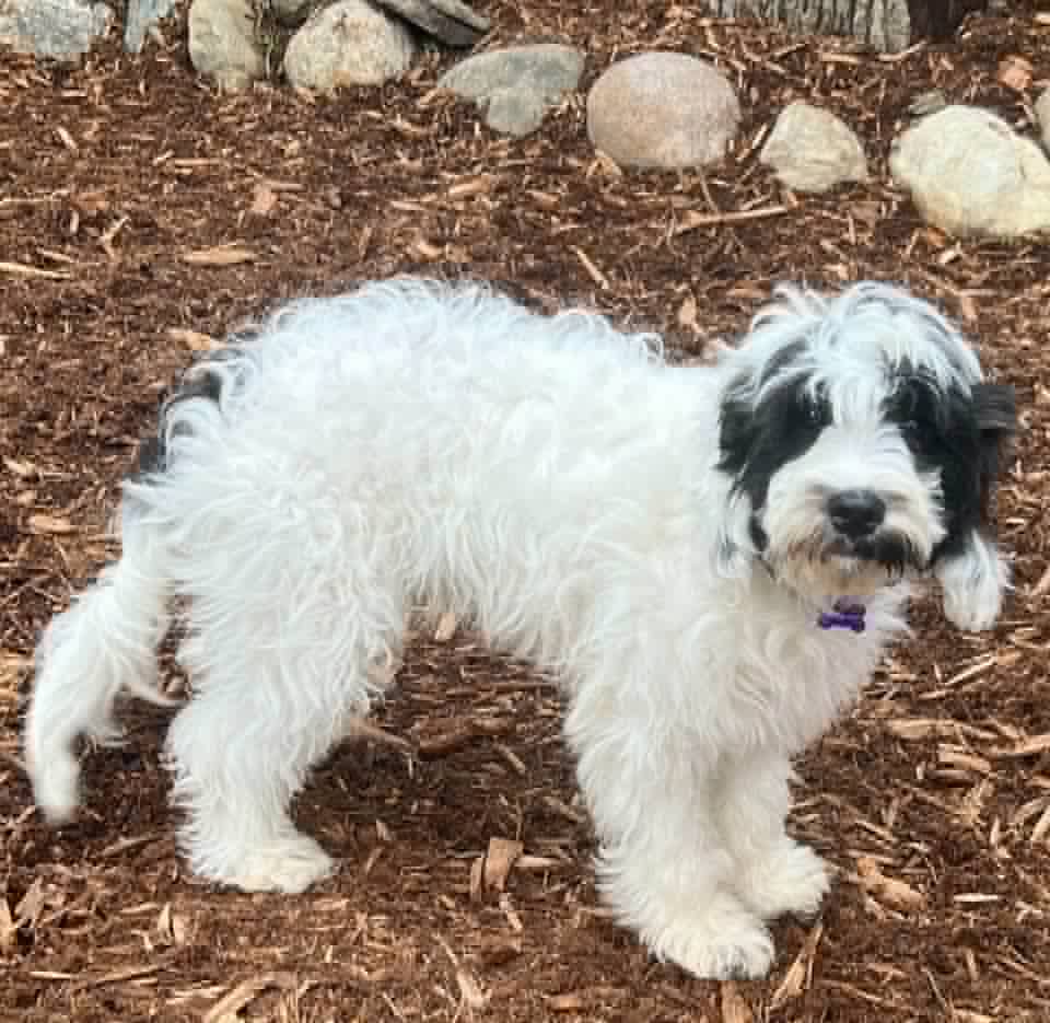 WALLY, a Adopted Cavapoo in Wooster, OH image 5/5