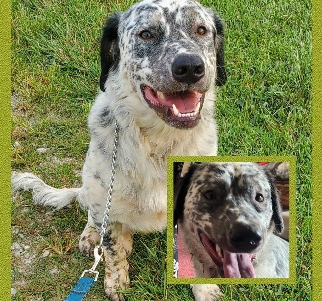 D.O.G (DeeOgee), Adult Male English Setter