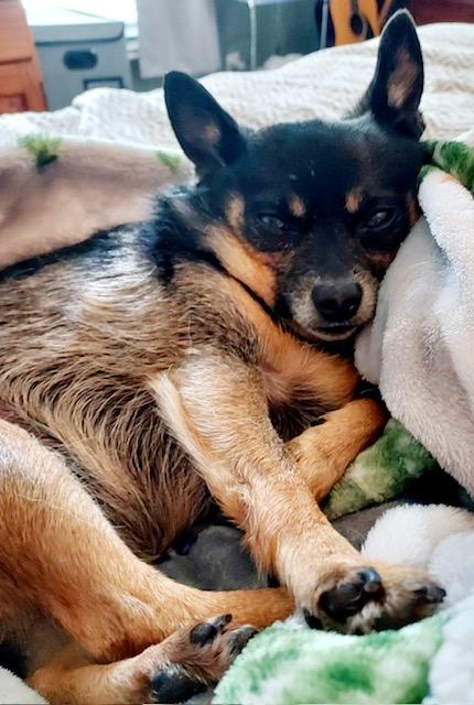 Enlarge Sassy - Girl's Best Friend, a Adopted mixed breed in Holland, MI image 1/5