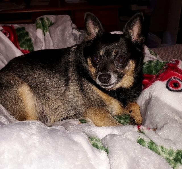 Enlarge Sassy - Girl's Best Friend, a Adopted mixed breed in Holland, MI image 2/5