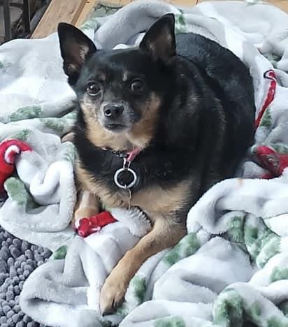 Enlarge Sassy - Girl's Best Friend, a Adopted mixed breed in Holland, MI image 3/5