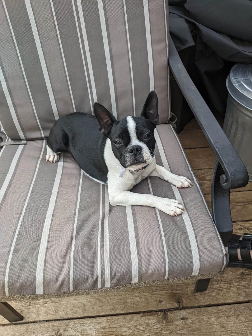 Lottie, Adopted, Puppy Female Boston Terrier.