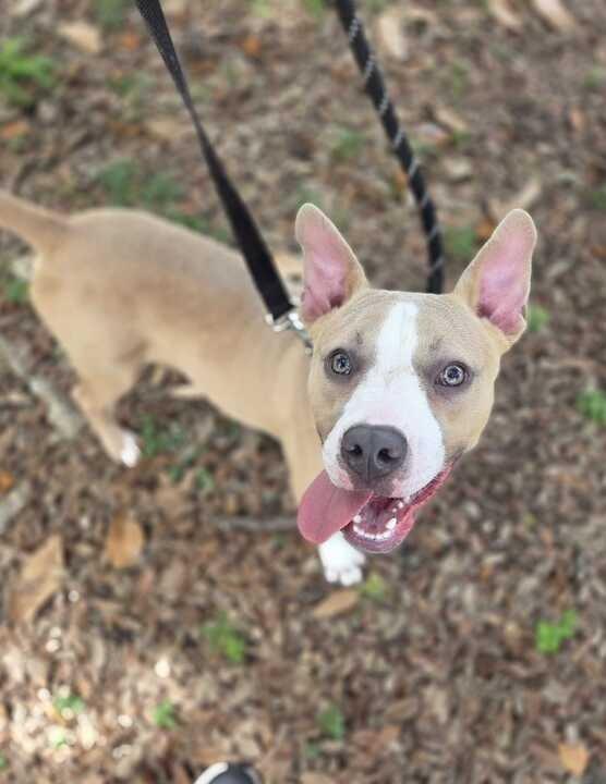 Phillip, Adoptable, Puppy Male Pit Bull Terrier.