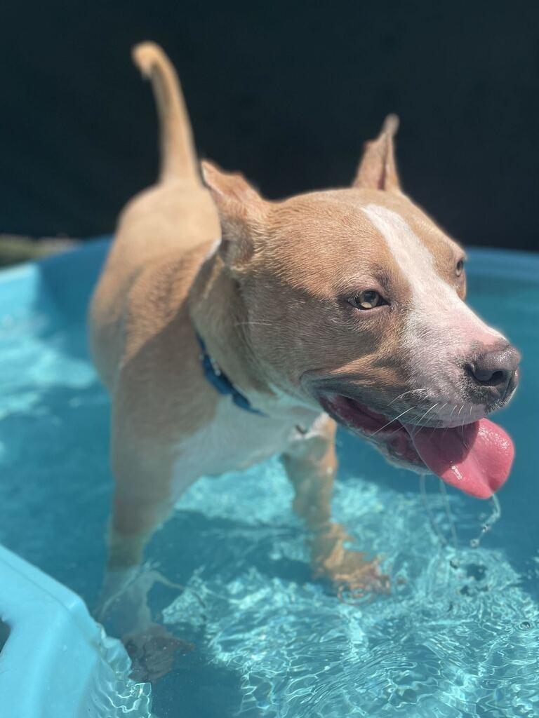 Enlarge Phillip, a Adoptable Pit Bull Terrier in New Orleans, LA image 2/6