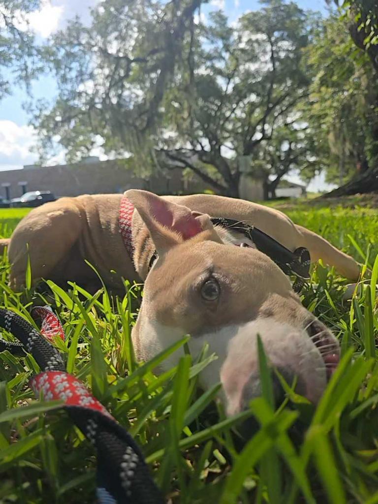 Enlarge Phillip, a Adoptable Pit Bull Terrier in New Orleans, LA image 3/6