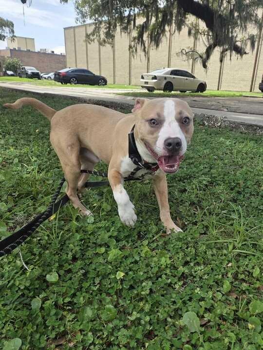 Enlarge Phillip, a Adoptable Pit Bull Terrier in New Orleans, LA image 4/6