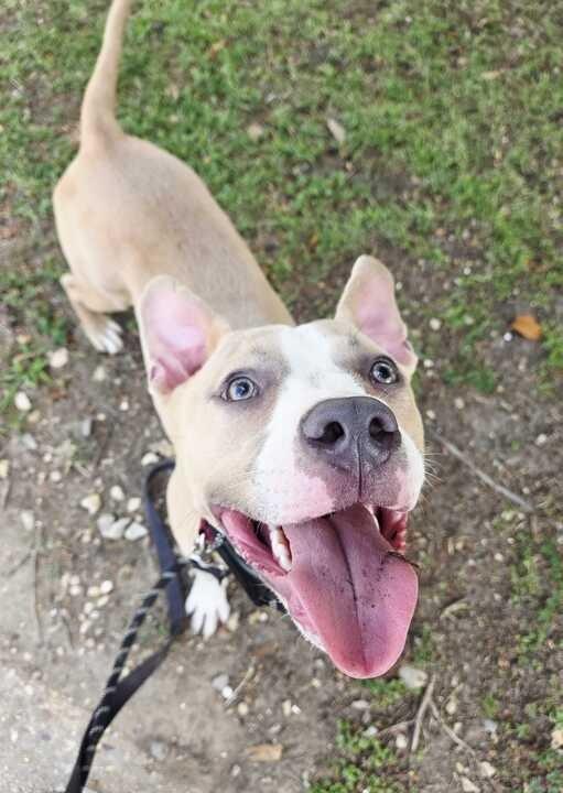 Enlarge Phillip, a Adoptable Pit Bull Terrier in New Orleans, LA image 5/6
