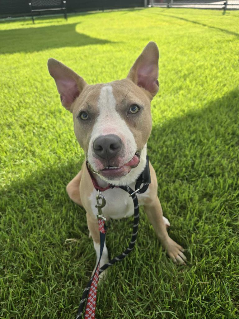 Enlarge Phillip, a Adoptable Pit Bull Terrier in New Orleans, LA image 6/6