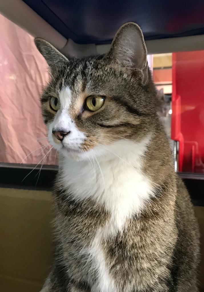 Moonlight, Adoptable, Adult Male Domestic Short Hair.