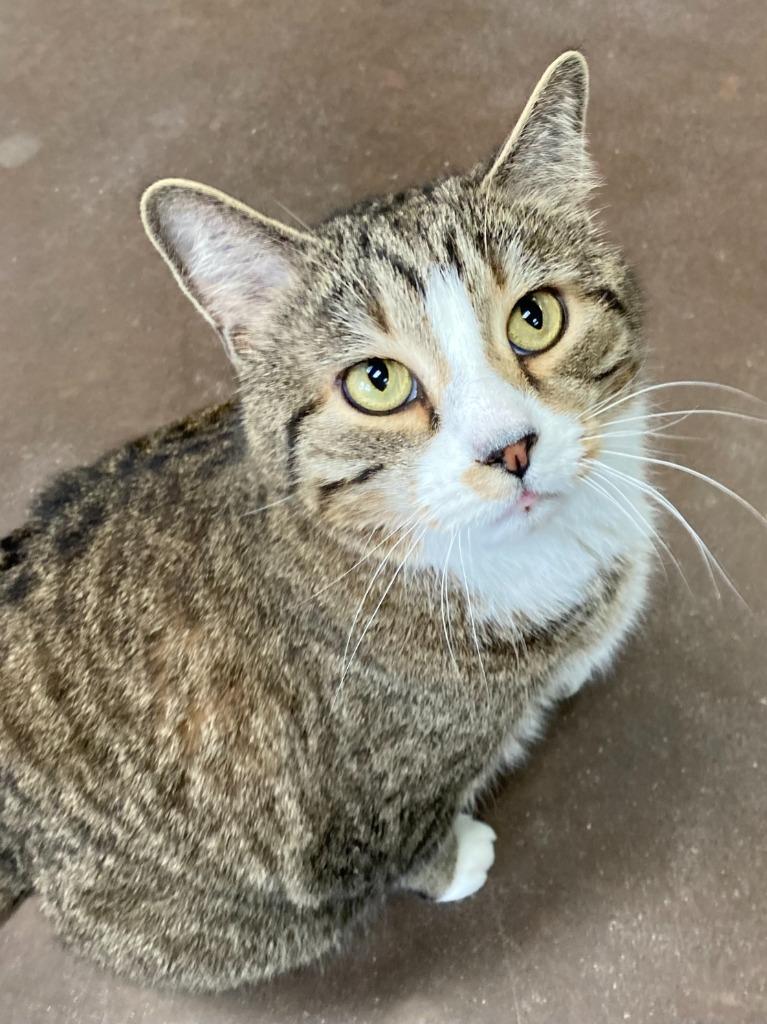 Enlarge Moonlight, a Adoptable mixed breed in Cincinnati, OH image 2/5