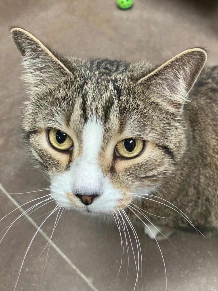 Enlarge Moonlight, a Adoptable mixed breed in Cincinnati, OH image 3/5