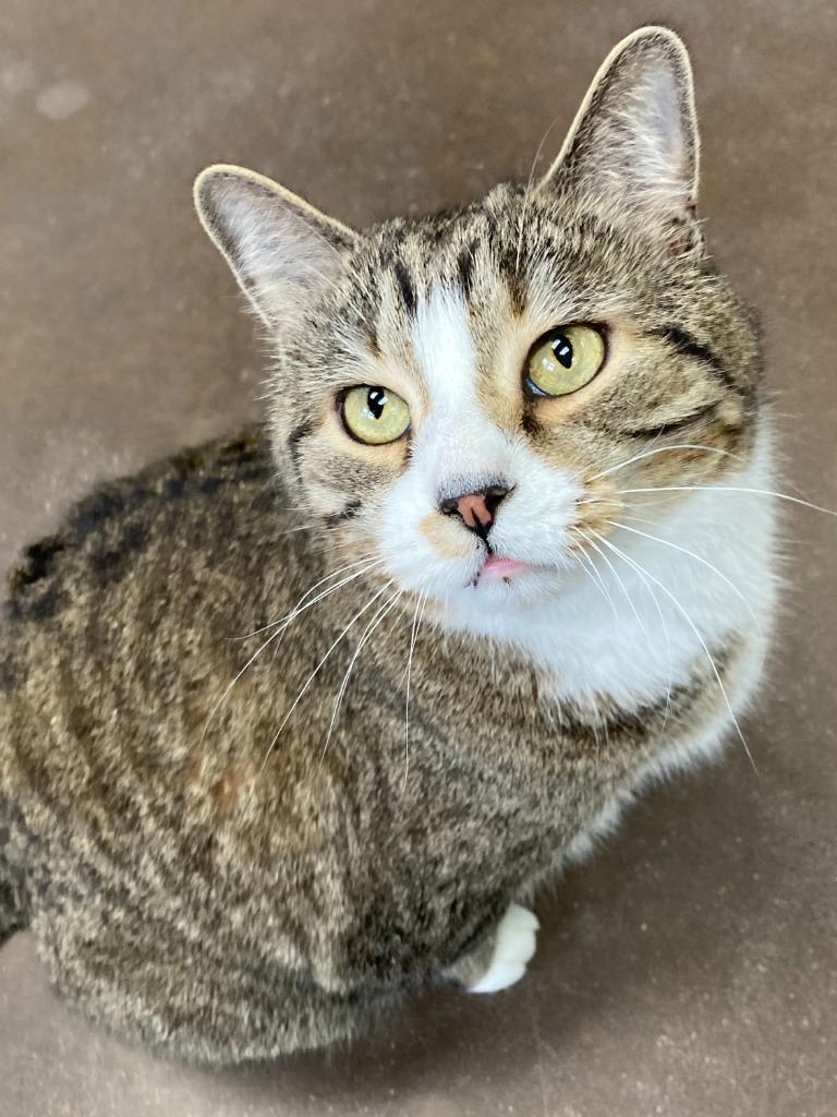 Enlarge Moonlight, a Adoptable mixed breed in Cincinnati, OH image 4/5