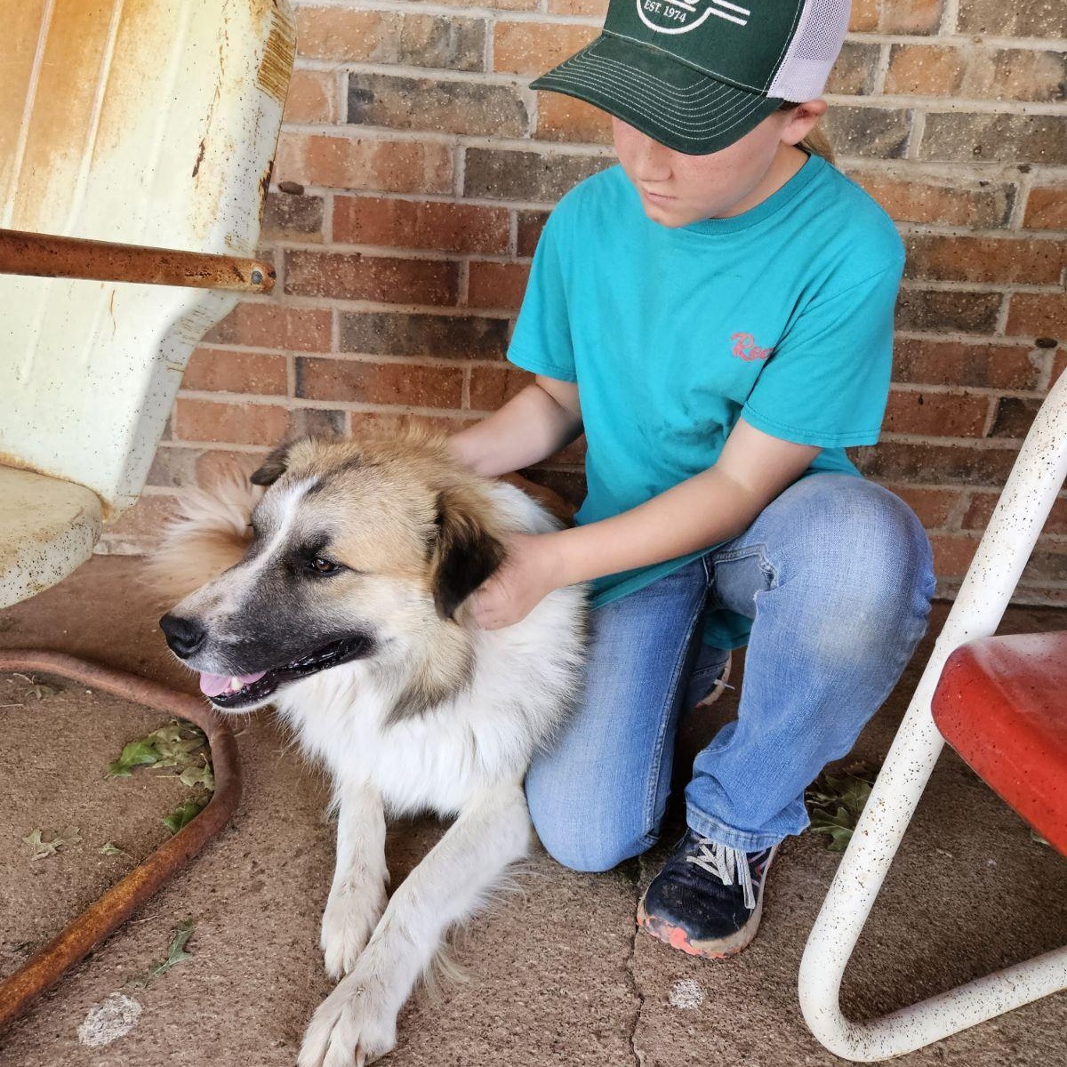 Buck, Adult Male Great Pyrenees