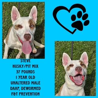 Steve, Adoptable, Young Male Husky & Pit Bull Terrier.