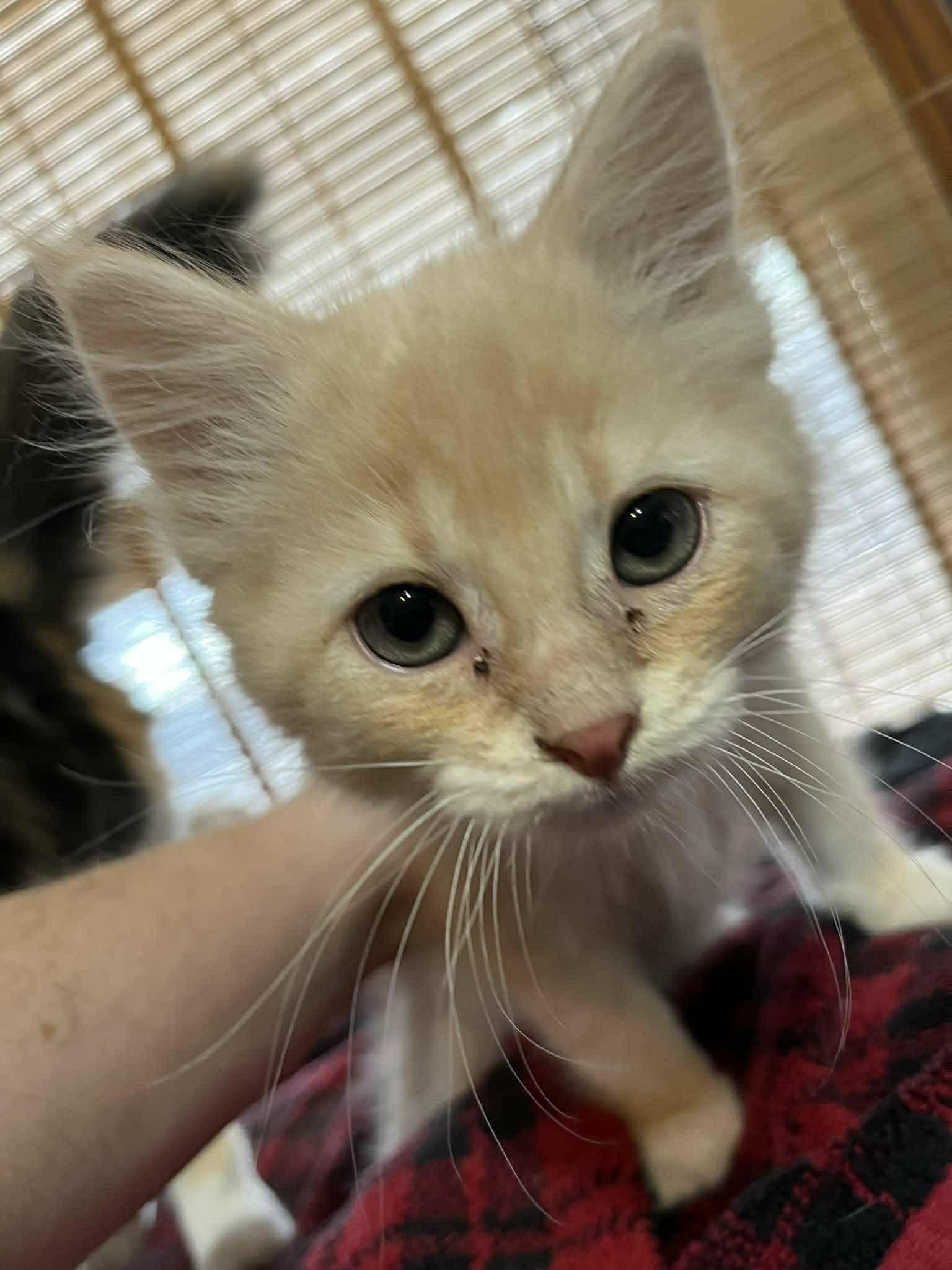 Freddie, adopted, Kitten Male Domestic Medium Hair.