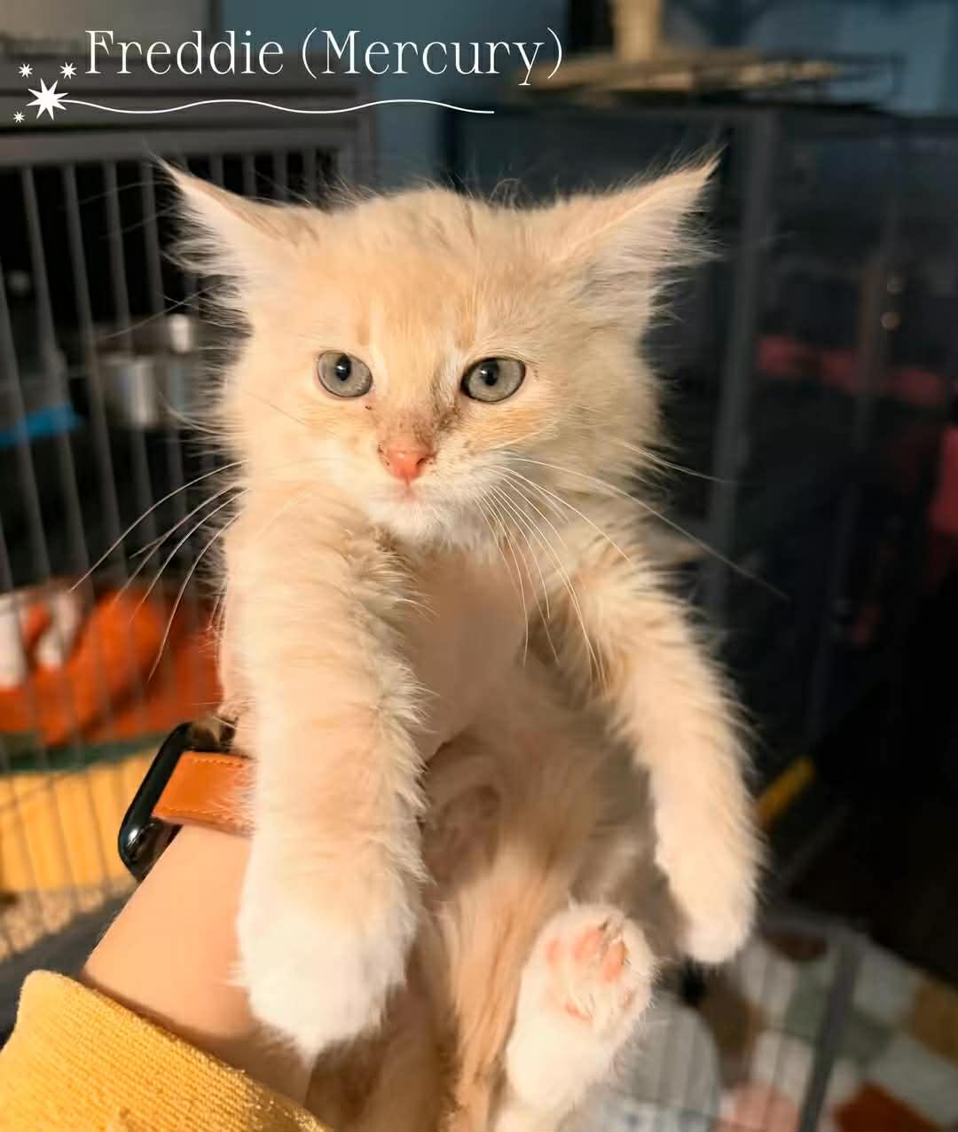 Enlarge Freddie, an adopted Domestic Medium Hair in Overland Park, KS image 2/2