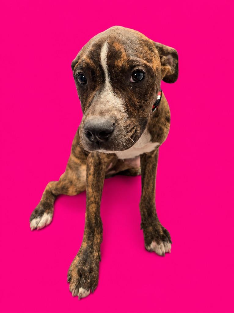 Laverne, Adoptable, Puppy Female Mixed Breed.