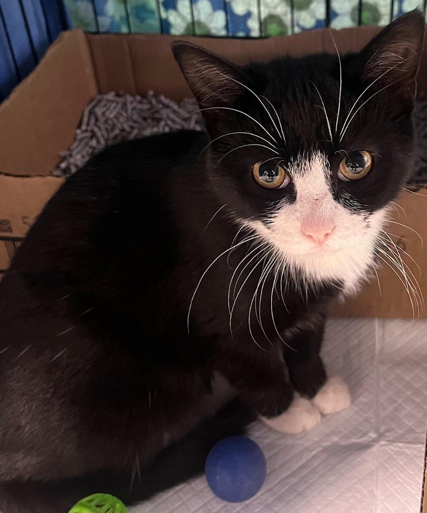 Enlarge Mackenzie, a ADOPTABLE Domestic Short Hair in Webster City, IA image 1/1