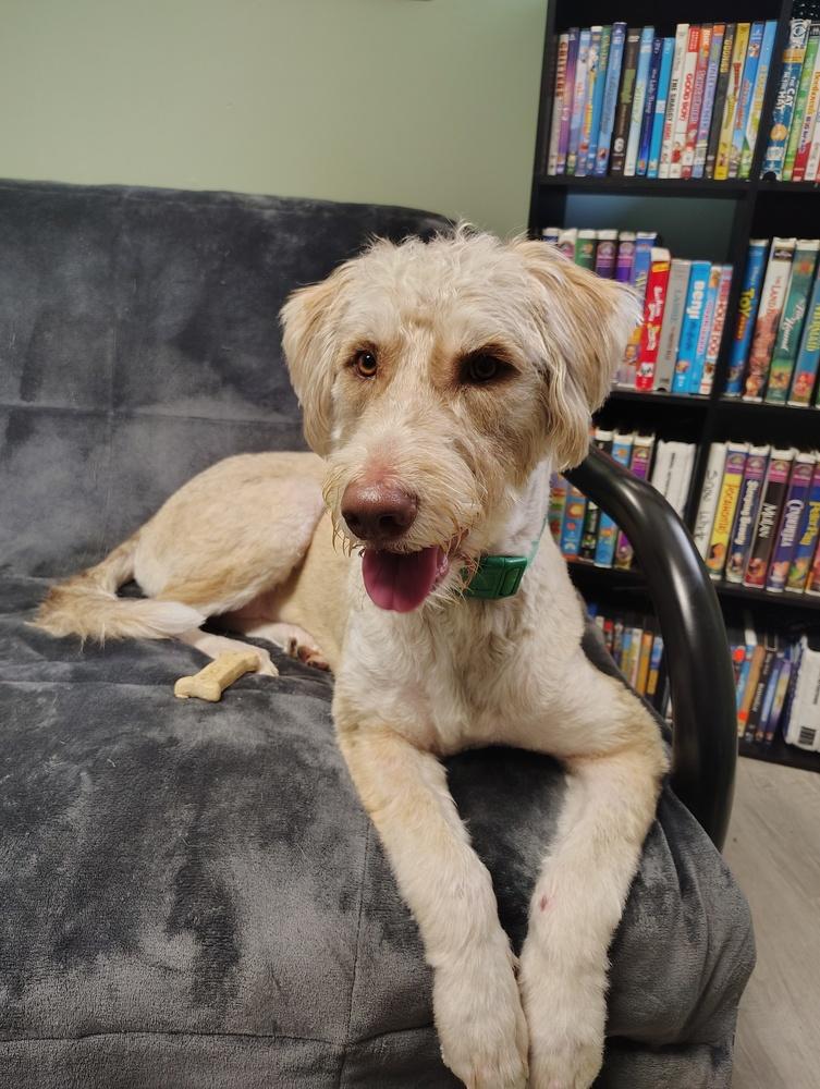 Milo, Adoptable, Adult Male Goldendoodle & Husky.