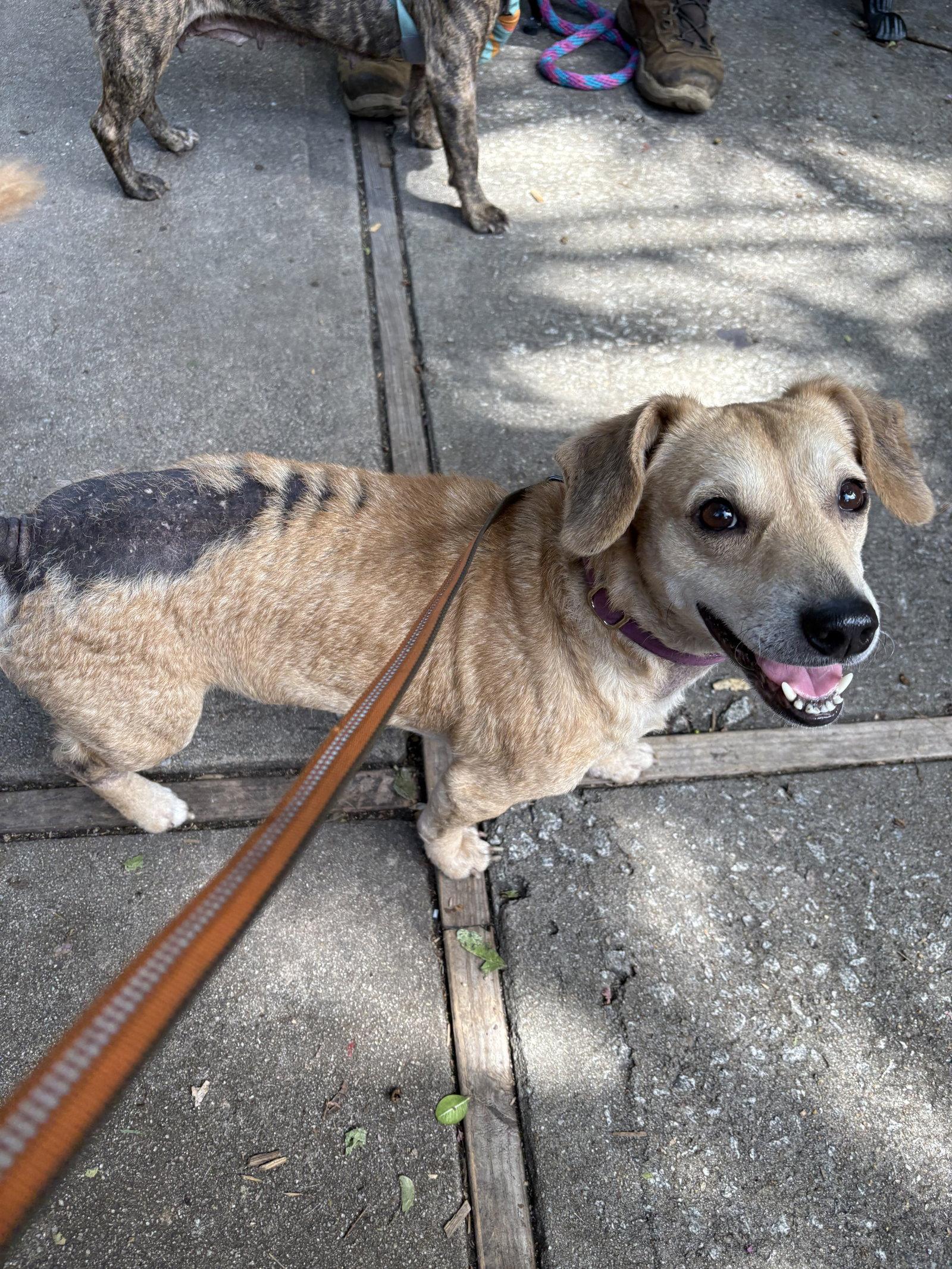 Cruella, a Adoptable Dachshund in Mount Pleasant, SC image 1/3
