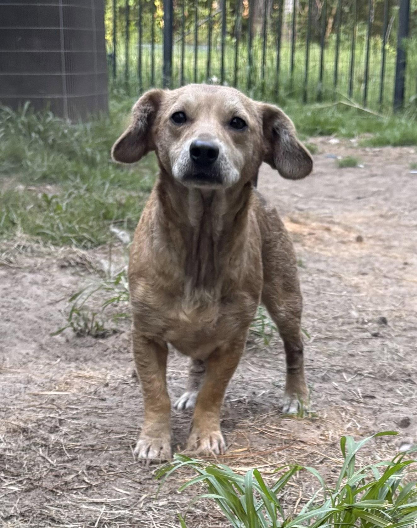 Cruella, a Adoptable Dachshund in Mount Pleasant, SC image 2/3