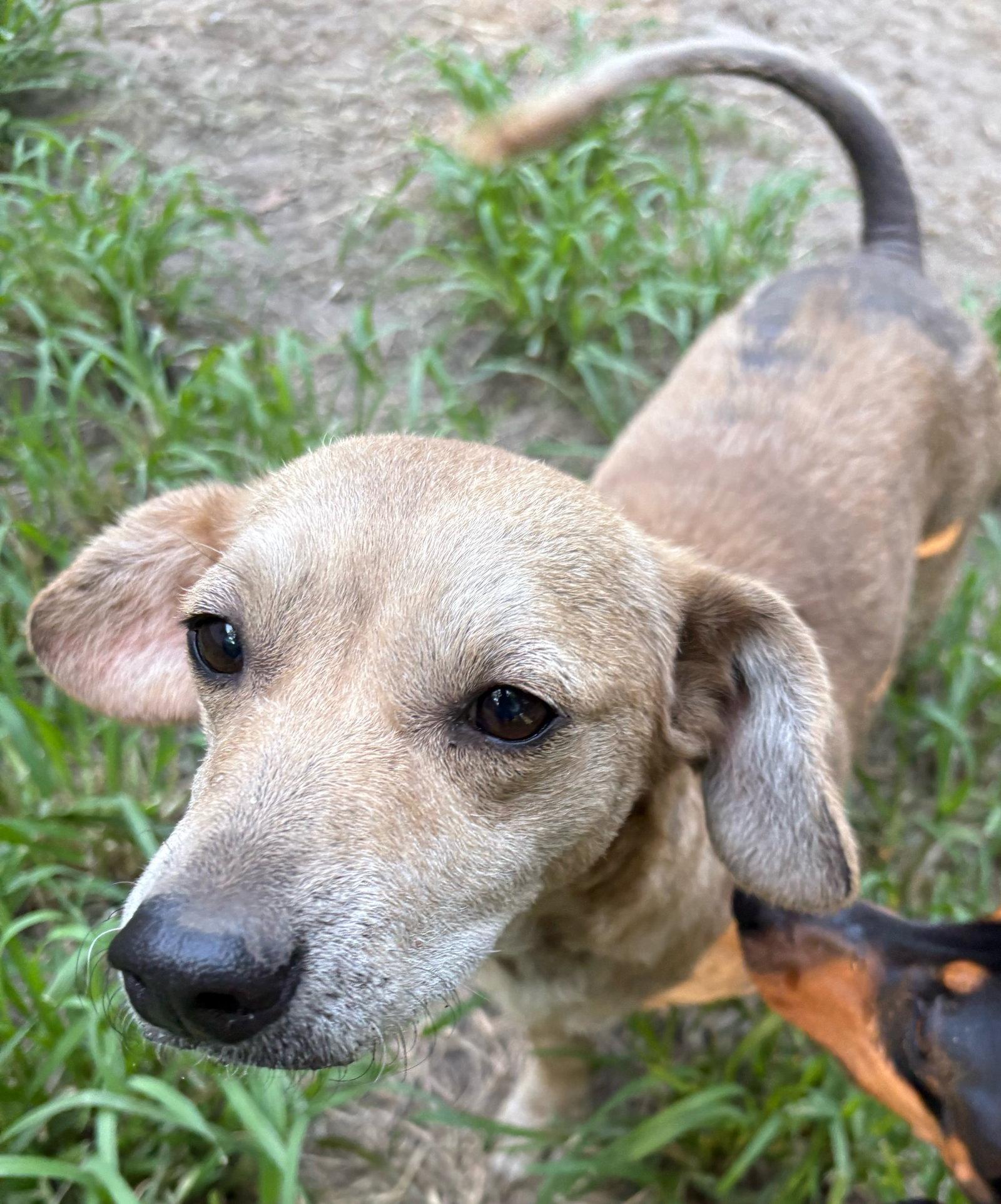 Cruella, a Adoptable Dachshund in Mount Pleasant, SC image 3/3