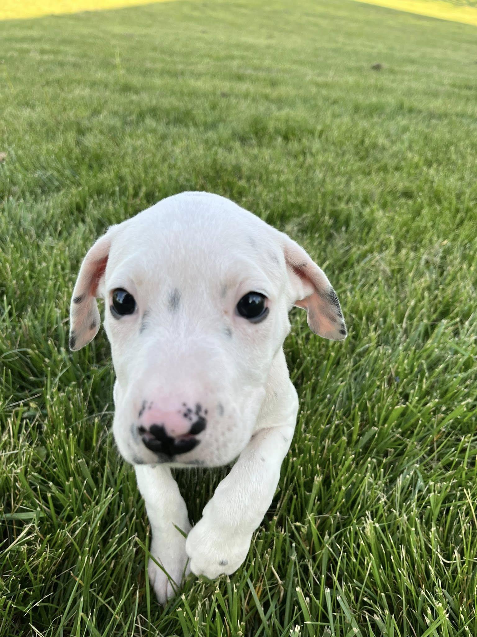 Enlarge Cue Ball, an adopted mixed breed in Jarrettsville, MD image 4/6