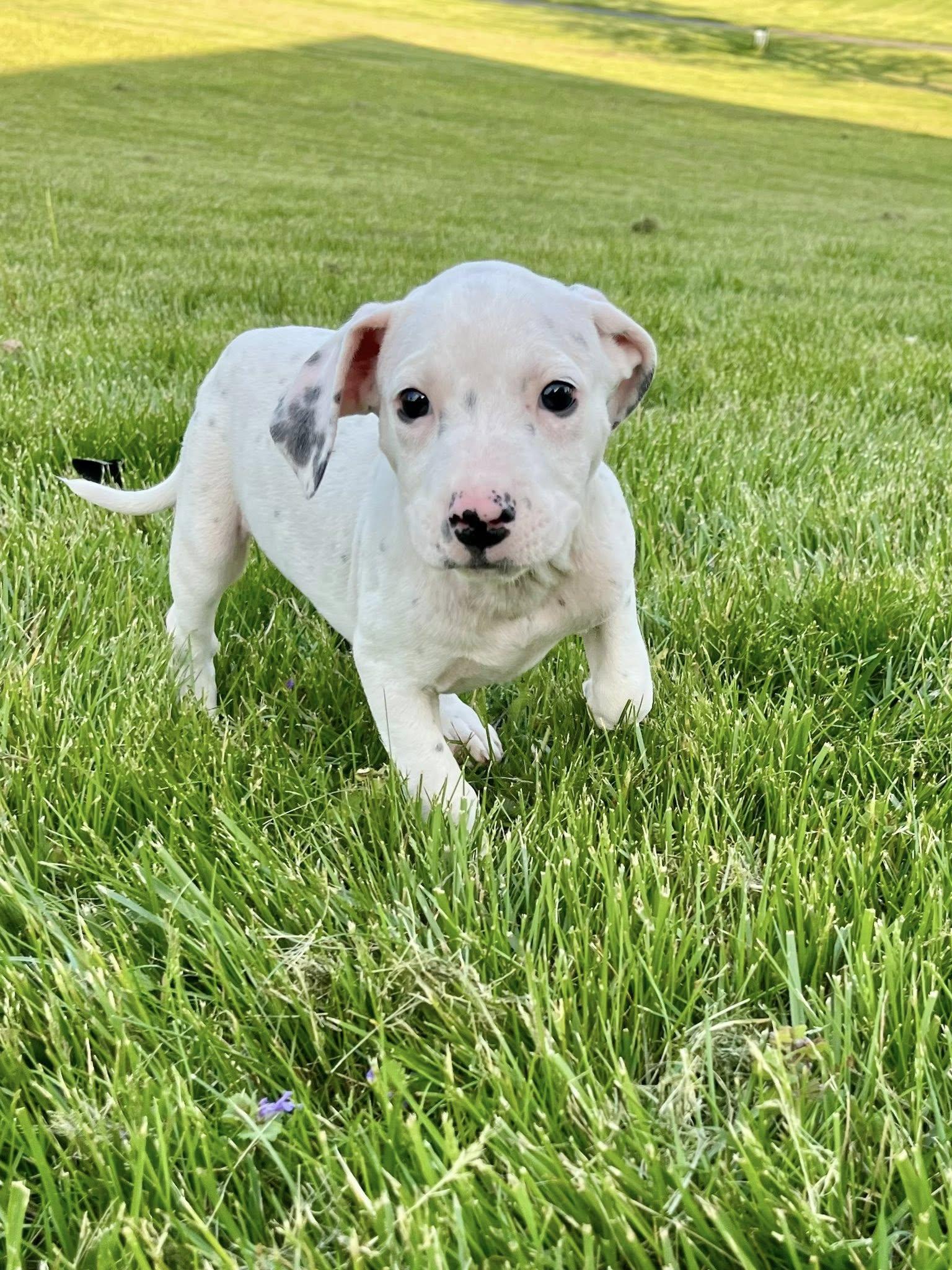 Enlarge Cue Ball, an adopted mixed breed in Jarrettsville, MD image 6/6
