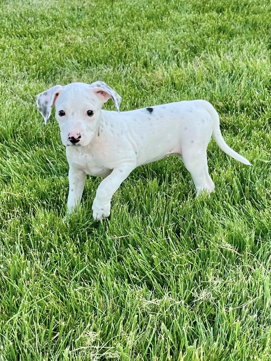 Enlarge Cue Ball, an adopted mixed breed in Jarrettsville, MD image 1/6
