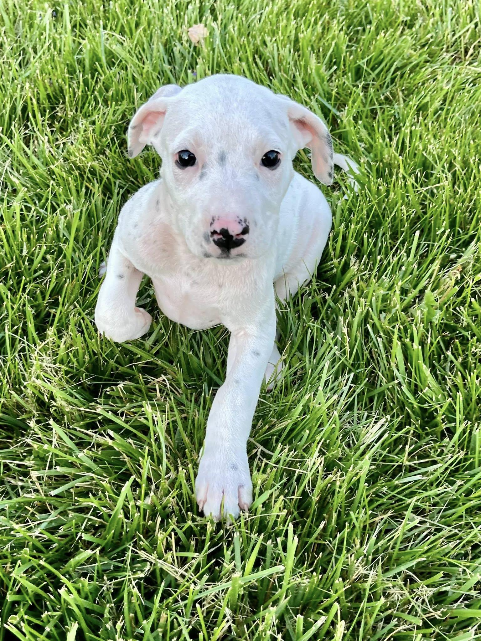 Enlarge Cue Ball, an adopted mixed breed in Jarrettsville, MD image 5/6