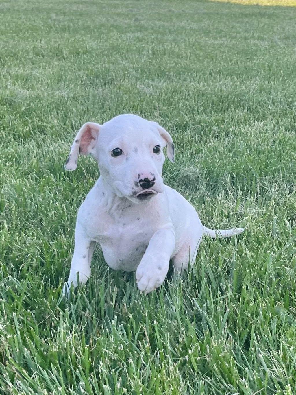 Enlarge Cue Ball, an adopted mixed breed in Jarrettsville, MD image 2/6