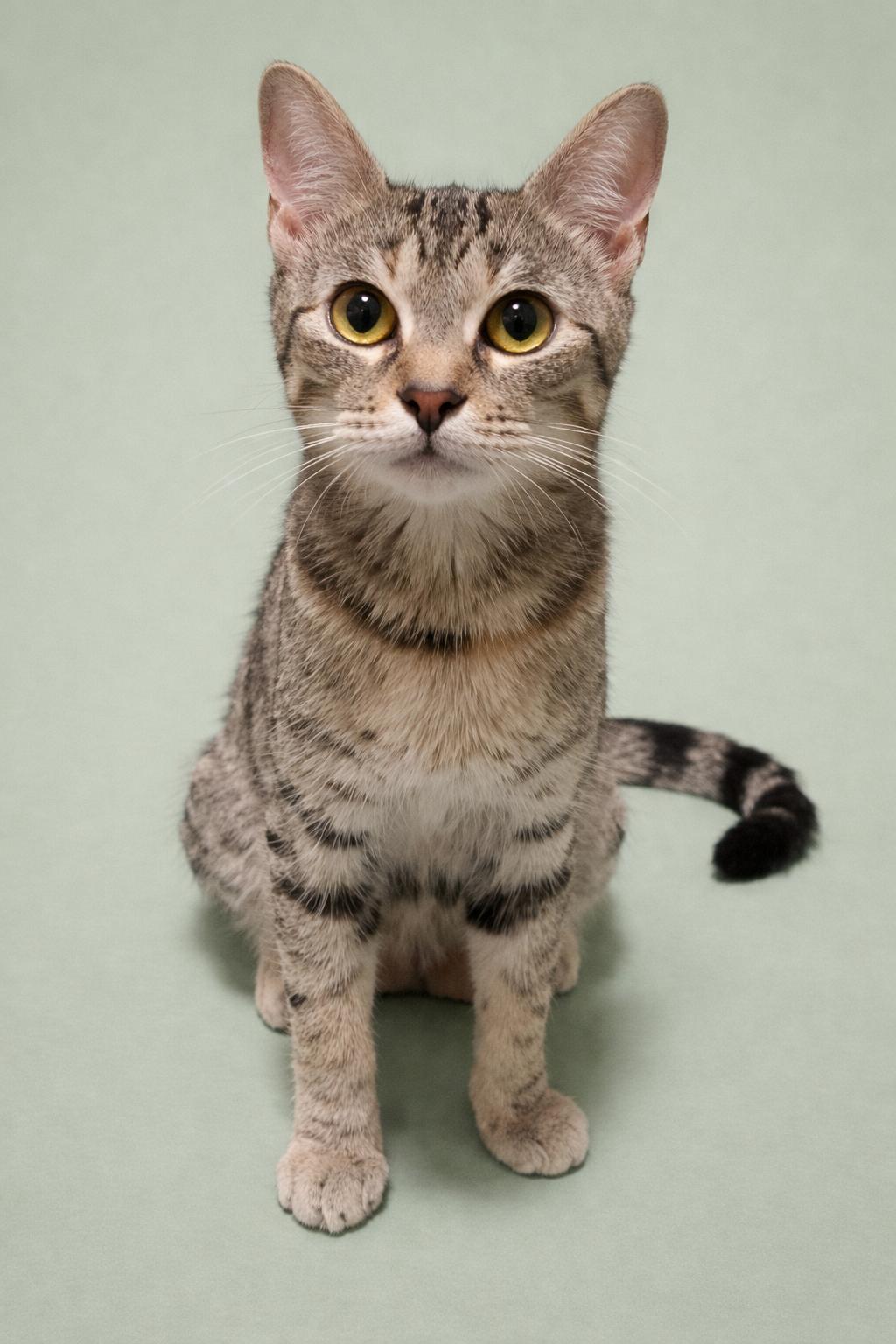 Enlarge Twiggy, a Adopted mixed breed in Rosenberg, TX image 3/3