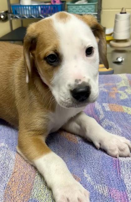 Enlarge Cinnamon, a Adoptable mixed breed in Sanford, FL image 1/1