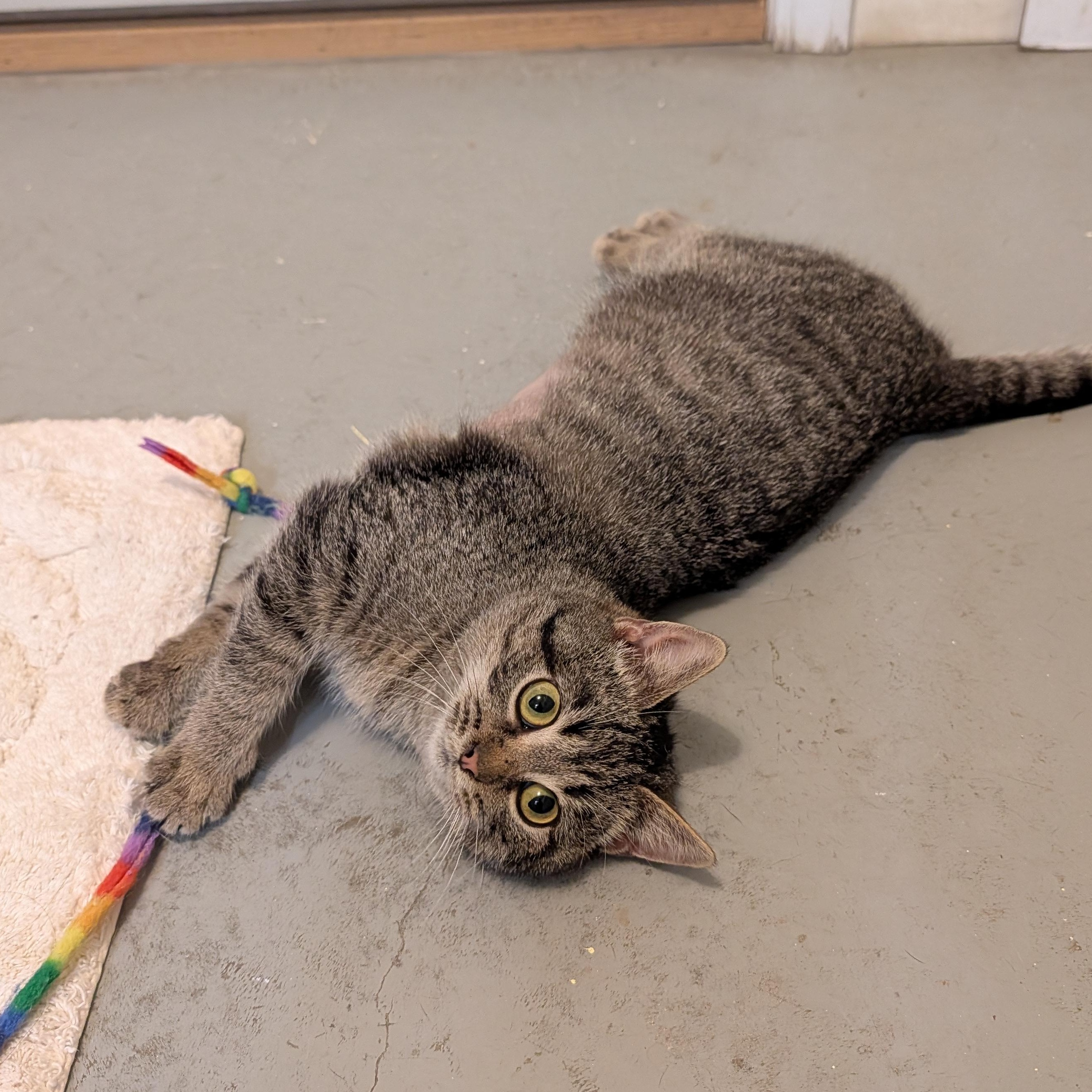 Enlarge Pepper, a Adoptable Domestic Short Hair in Manistique, MI image 2/4