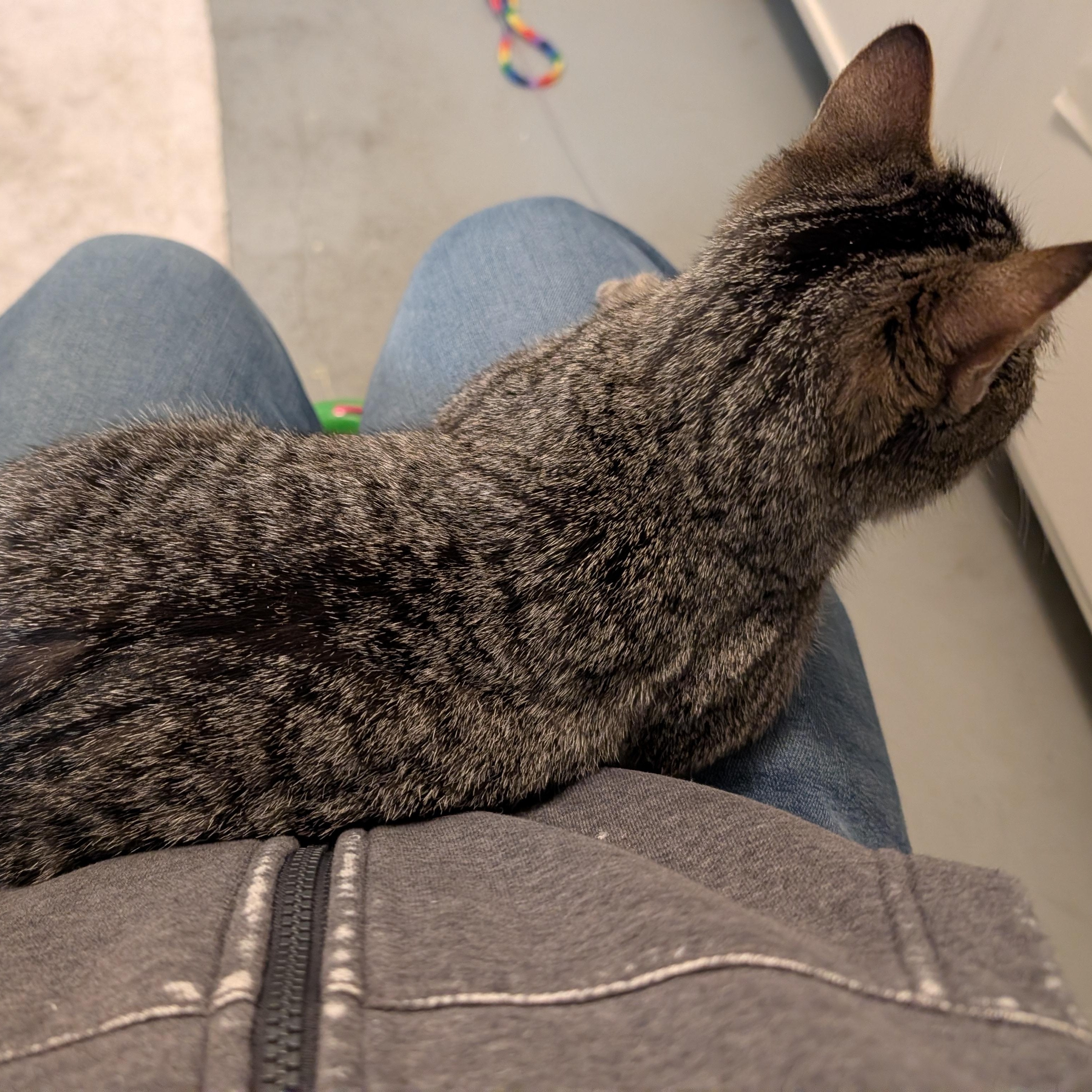 Enlarge Pepper, a Adoptable Domestic Short Hair in Manistique, MI image 3/4